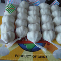 fresh pure white garlic exporter from china